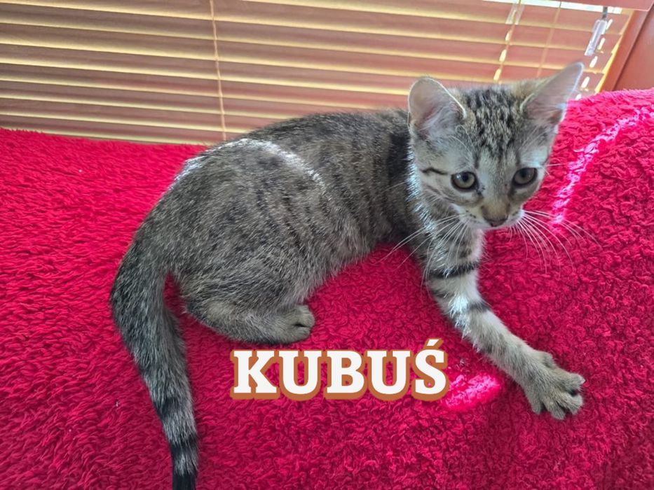 Małe kociaki szukają domków