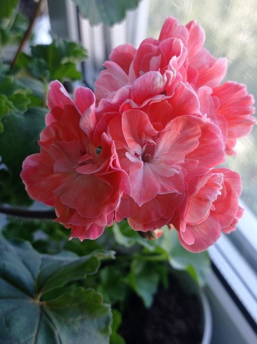 Пеларгонії вкоріненні