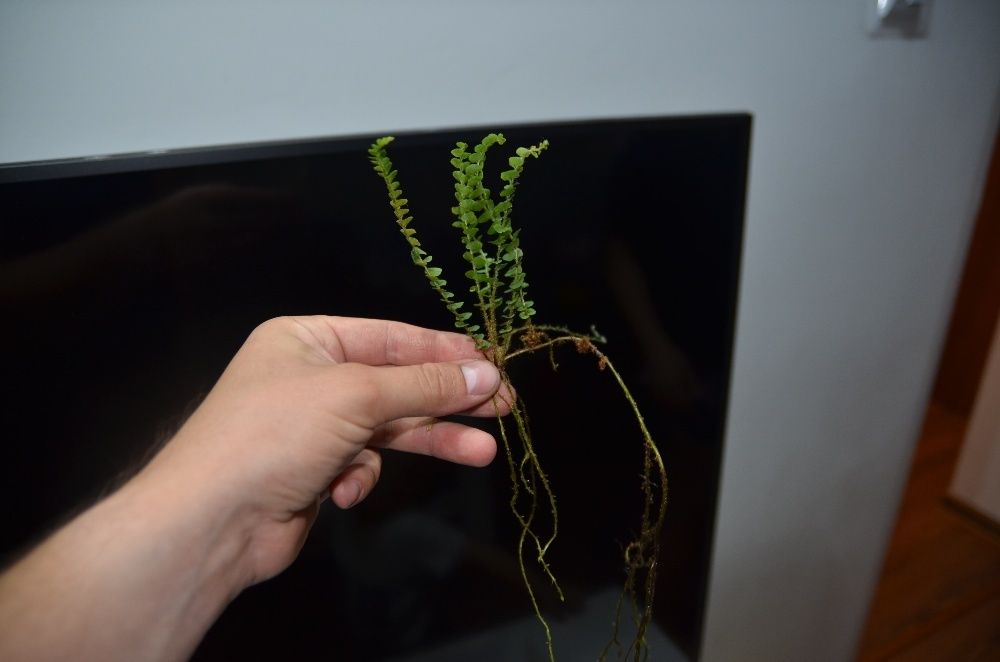 Rośliny do wiwarium terrarium paproć Asplenium spec. Panama