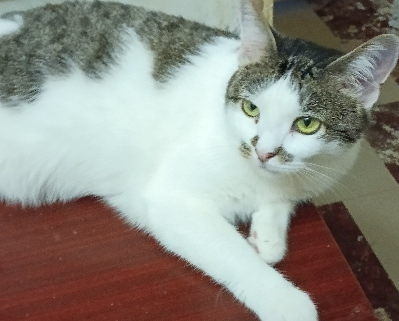 Две кошечки и один котик.