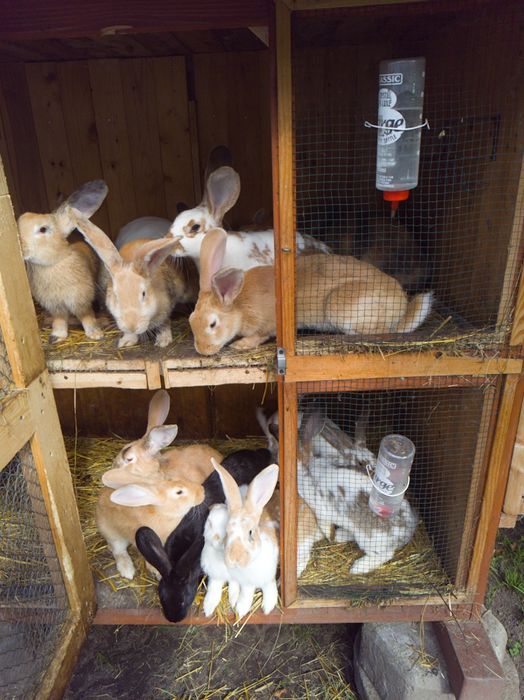 Króliki na sprzedaż lub ubój