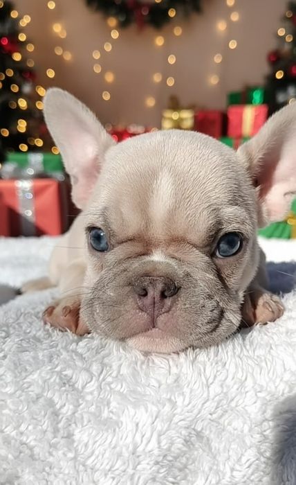 Bulldog francês  macho excelente