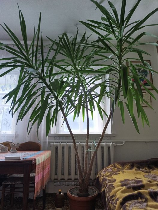 Юкка слонова, самовивіз