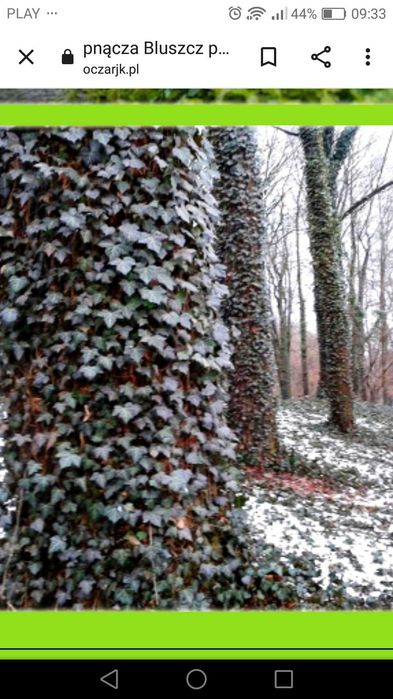 Bluszcz hedera zimozielony duże sadzonki w doniczce wysyłka