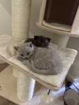 Scotish shorthair