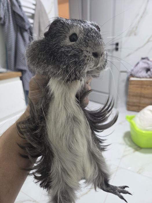 Swinka morska silver agouti samiec