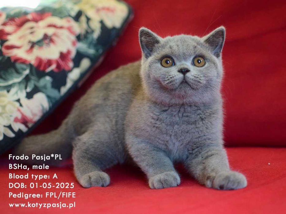 Kot brytyjski niebieski, kocur  FRODO Pasja*PL FPL/FIFE