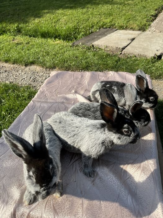 Кролі молді кролики Європейське Срібло