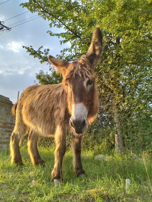Ośliczka, osioł, oślica
