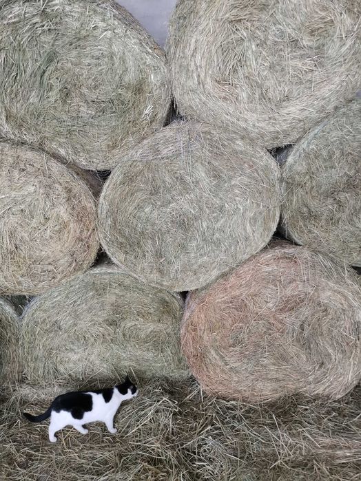 2025 Siano Bele 120 cm