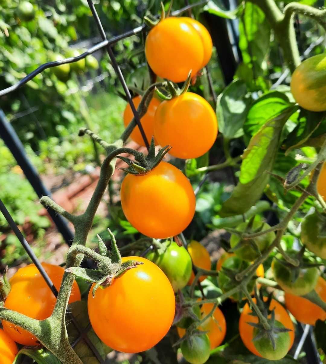 pomidor Zolotaya Rossyp nasiona kolekcjonerskie