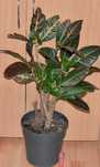Кротон Петра Croton Petra