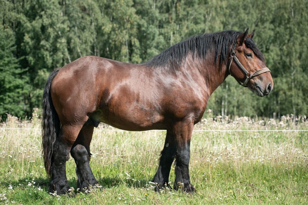 Sprzedam ogiera rasy Arden Polski