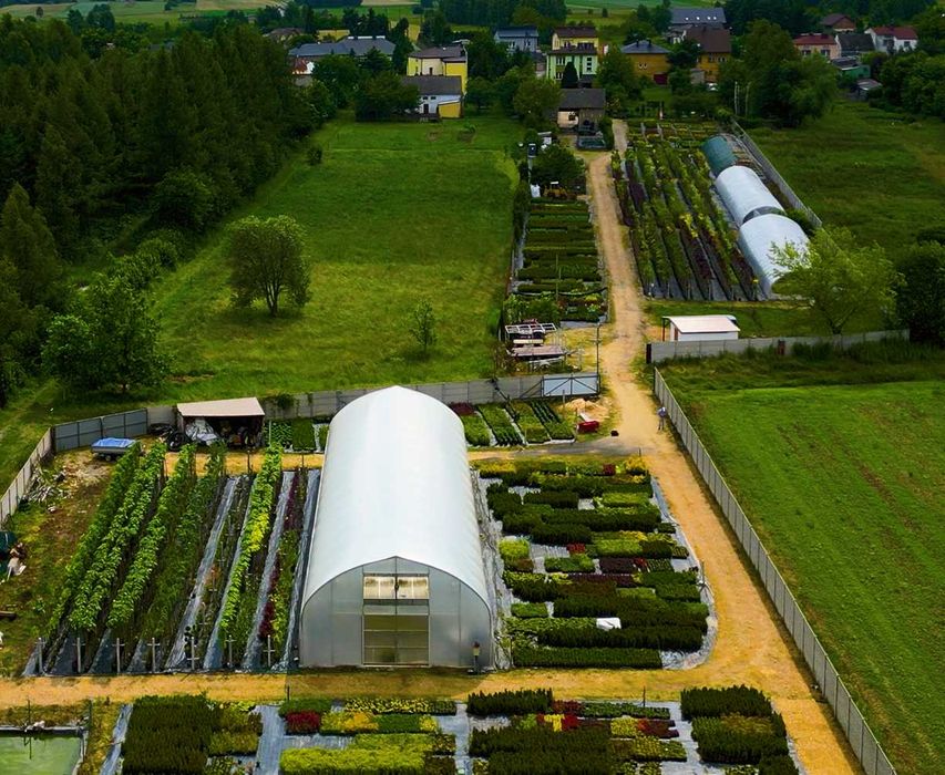 Thuja SMARAGD 70cm TUJA PROMOCJA Brabant,  PRODUCENT szmaragd