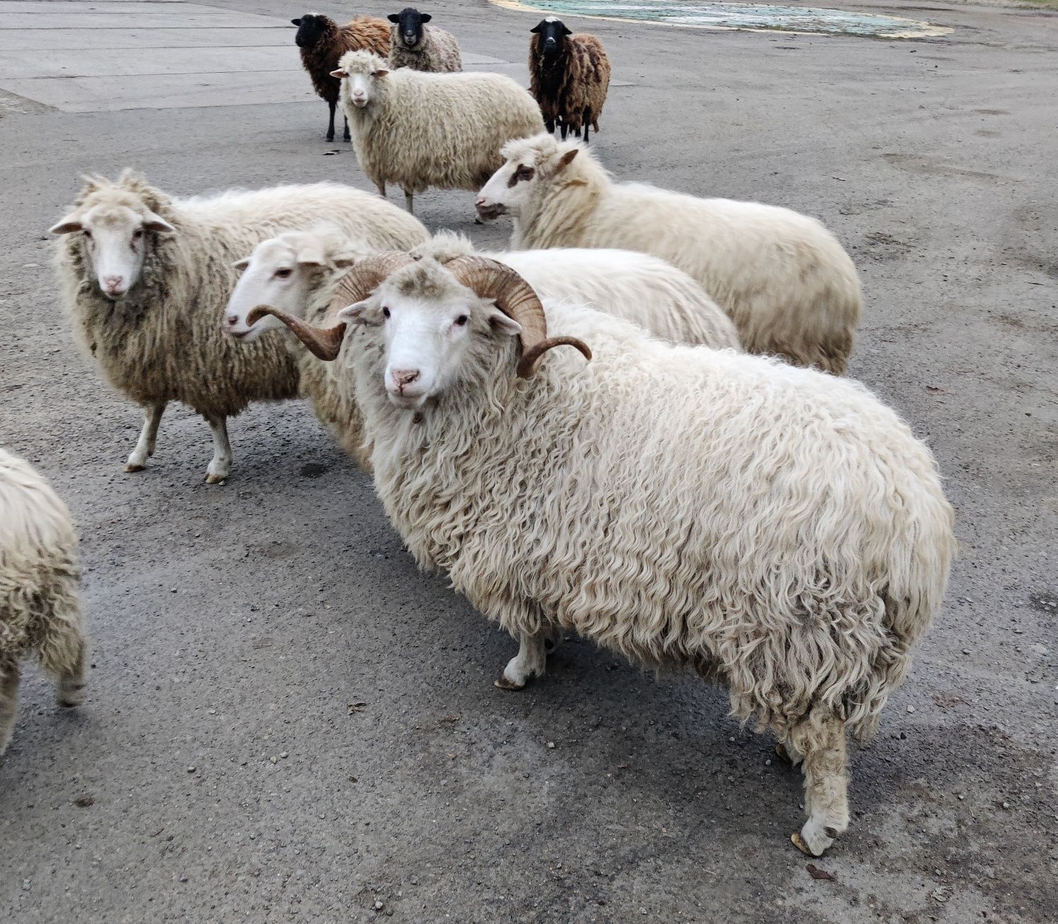 Вівці великої породи