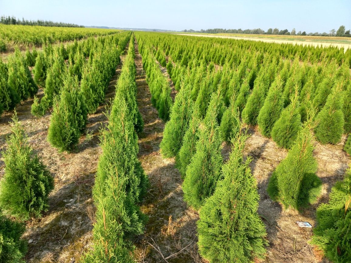 Thuja Tuja Smaragd Szmaragd 80-100cm  nie Brabant