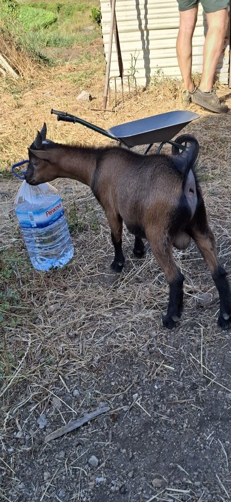 Vendo cabrito anão