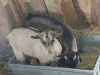 Casal cabras anãs novinhos