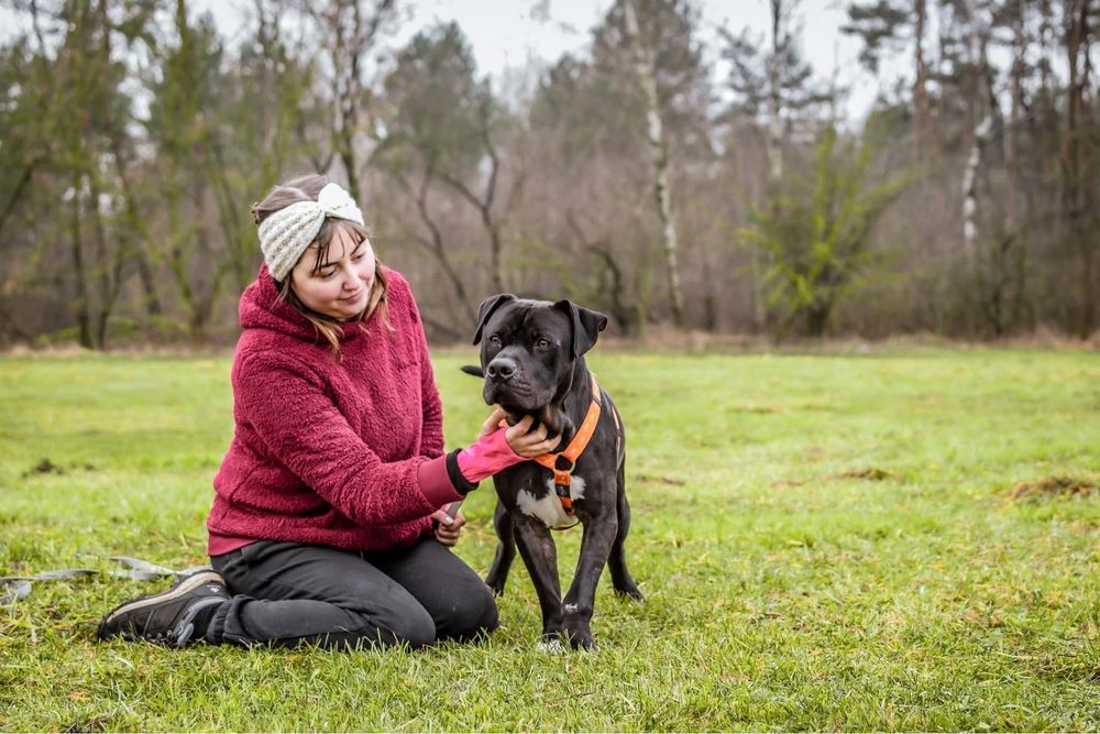 Kratos-pies w typie amstaffa do odpowiedzialnej adopcji