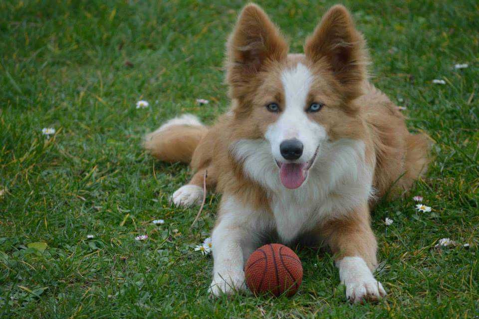 Border Collie Red Merle Vermelho Australiano Sable Blue