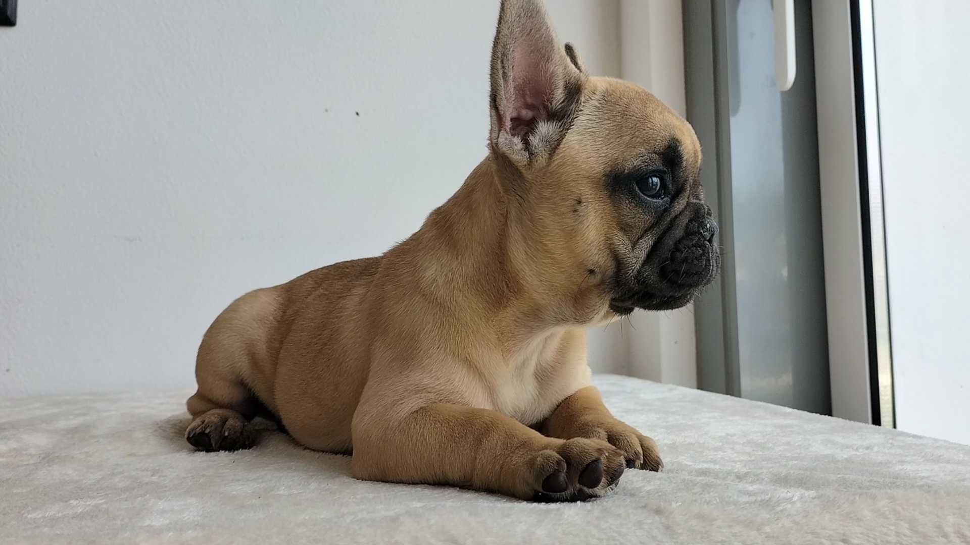 Bulldog Francês com LOP e Afixo