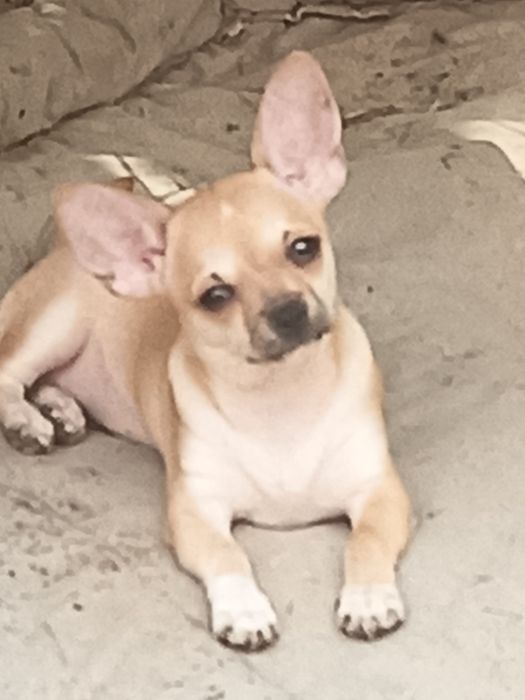 Рыженькая девочка чихуахуа