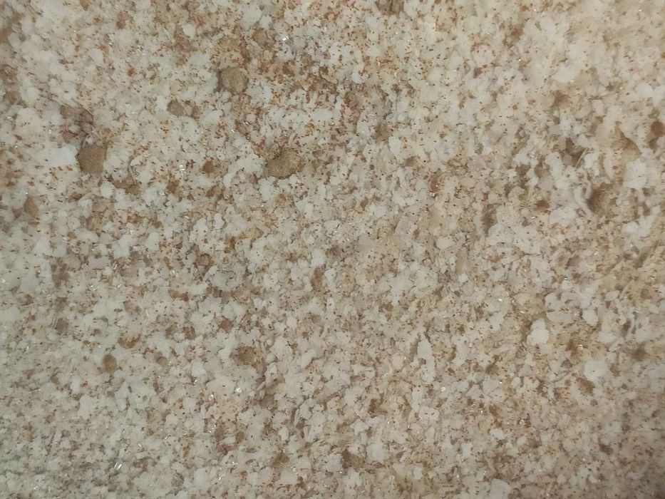 Не літаюча дрозофіла хідея, мошка, плодова муха. мелангастер