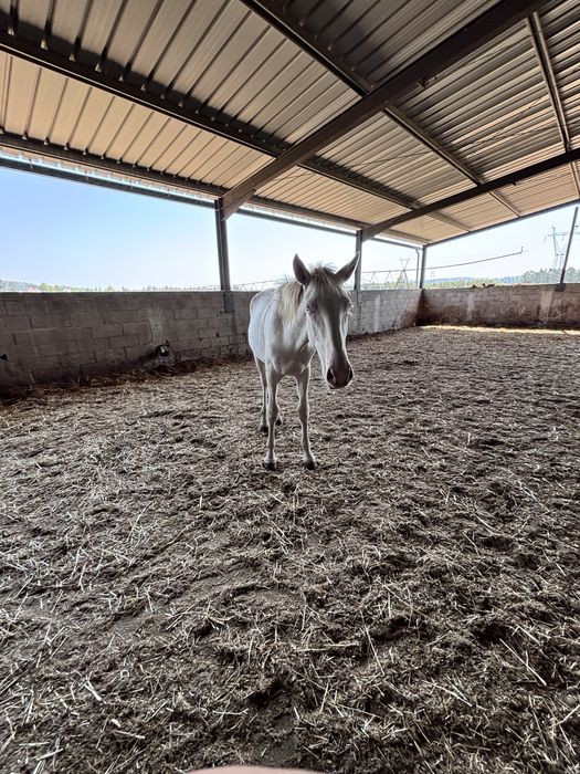 Poldra isabel 2 anos PSL