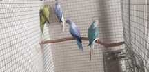 Ring neck opalinas