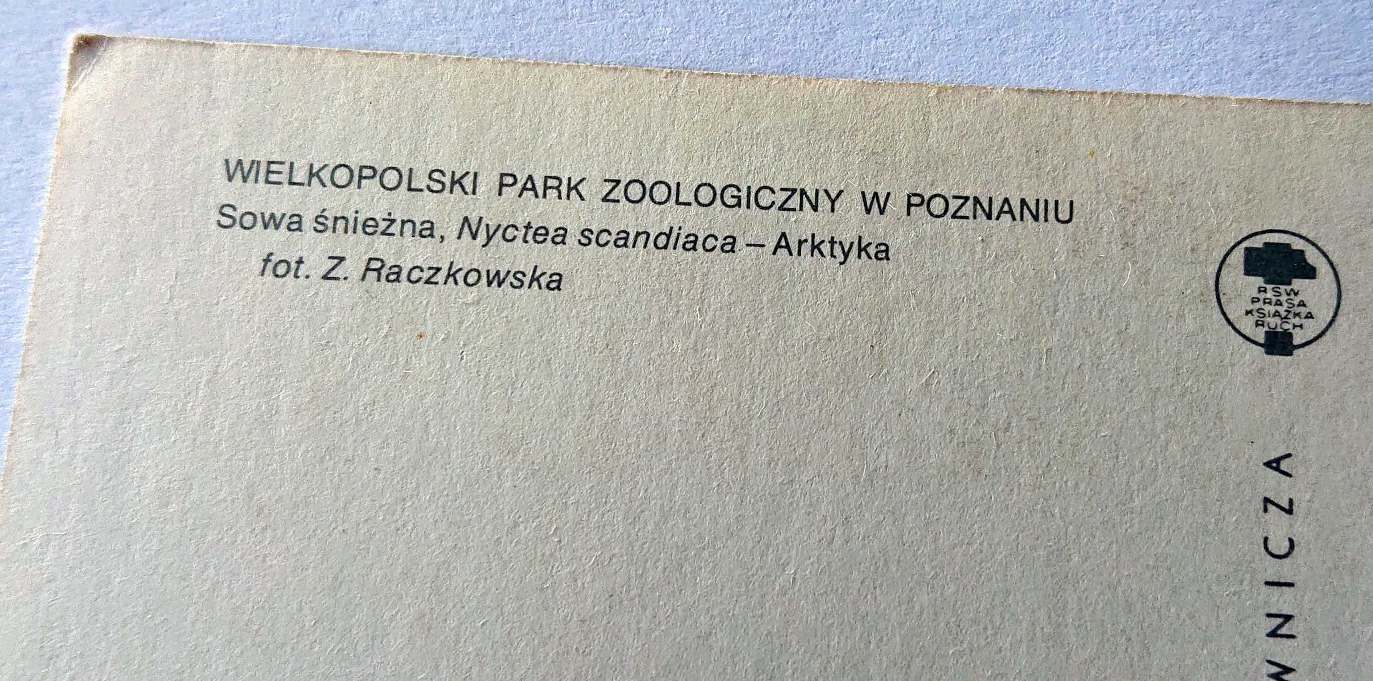 Kartka pocztowa - KAW - 1978 - Sowa śnieżna - ZOO Poznań