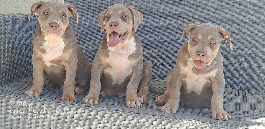 american bully xl piesek nr 2 baron abkc