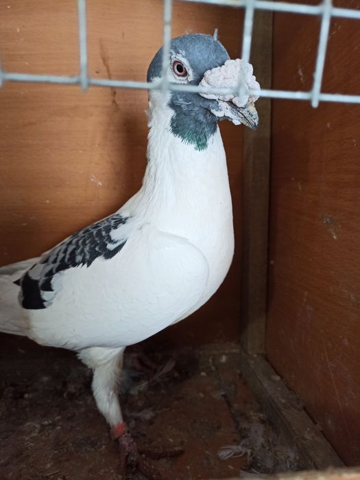 Gołębie staropolskie samiec