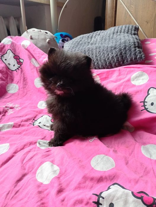 Szpic miniaturowy suczka