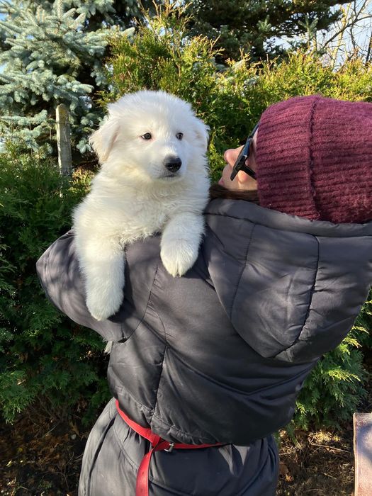 Biały Owczarek Szwajcarski ostatni chłopak długowłosy
