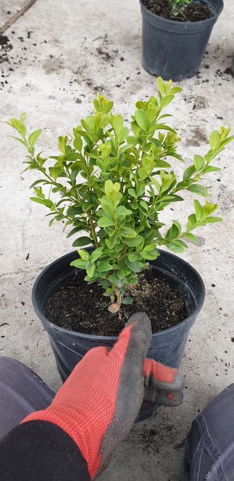 PROMOCJA! Szmaragd Thuja occidentalis Żywotnik zachodni 110cm!