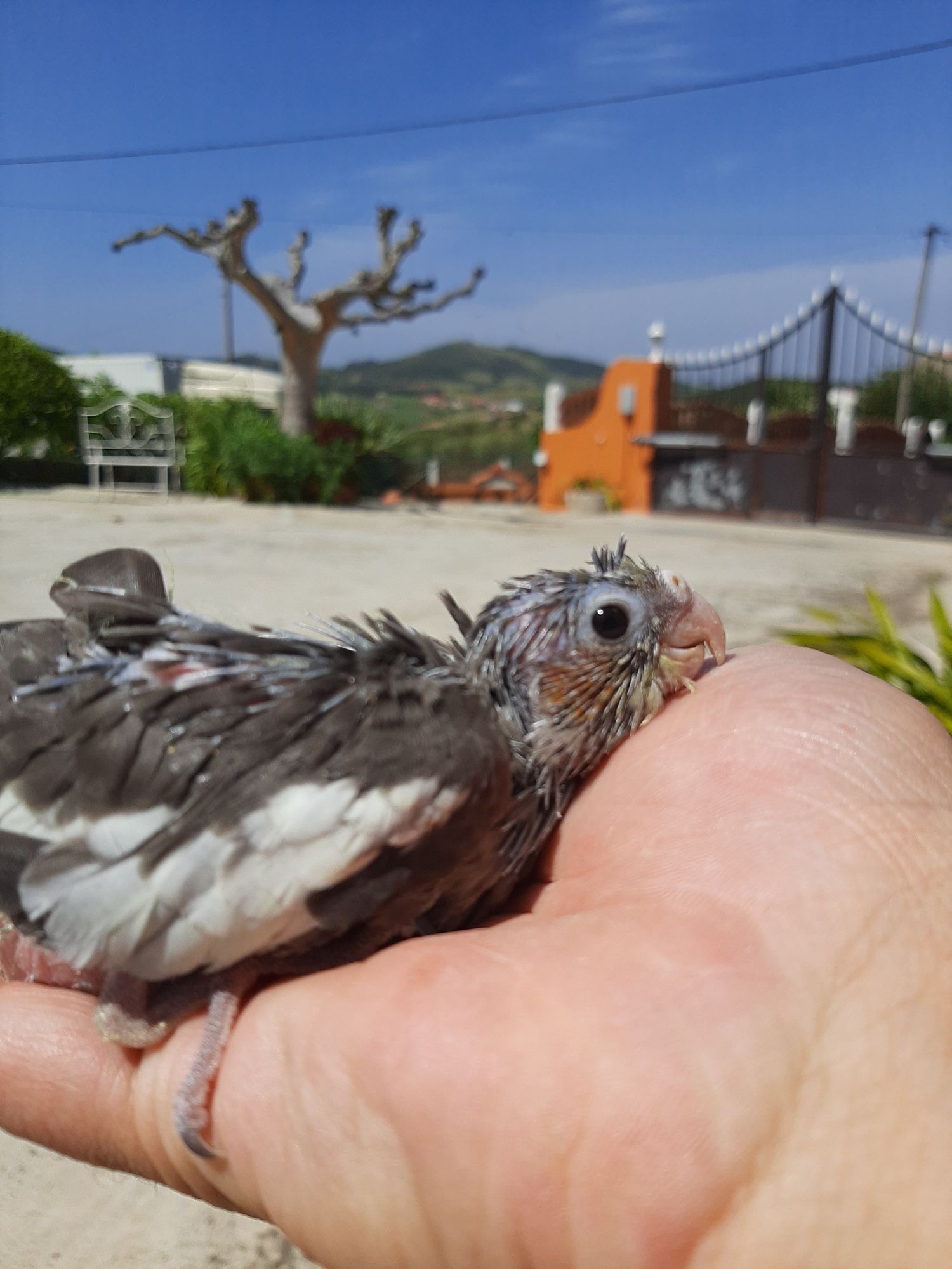 Caturras 2023 várias mutações Diamantes Mandarins Aves