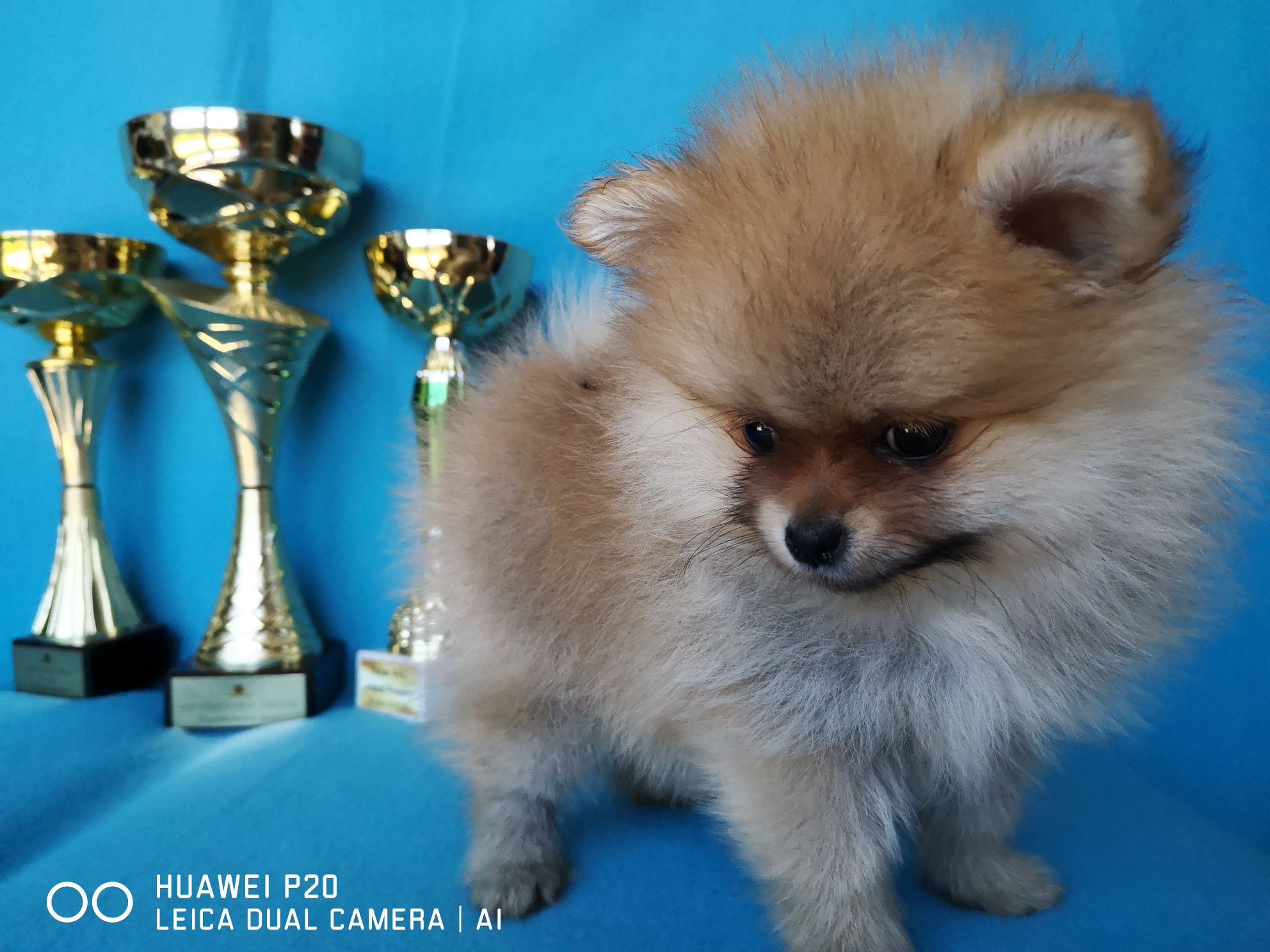 Szpic miniaturowy Pomeranian piesek  z rodowodem