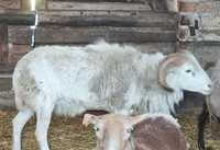 Baran tryk nolan kamerun kameruński barbados owce kameruńskie