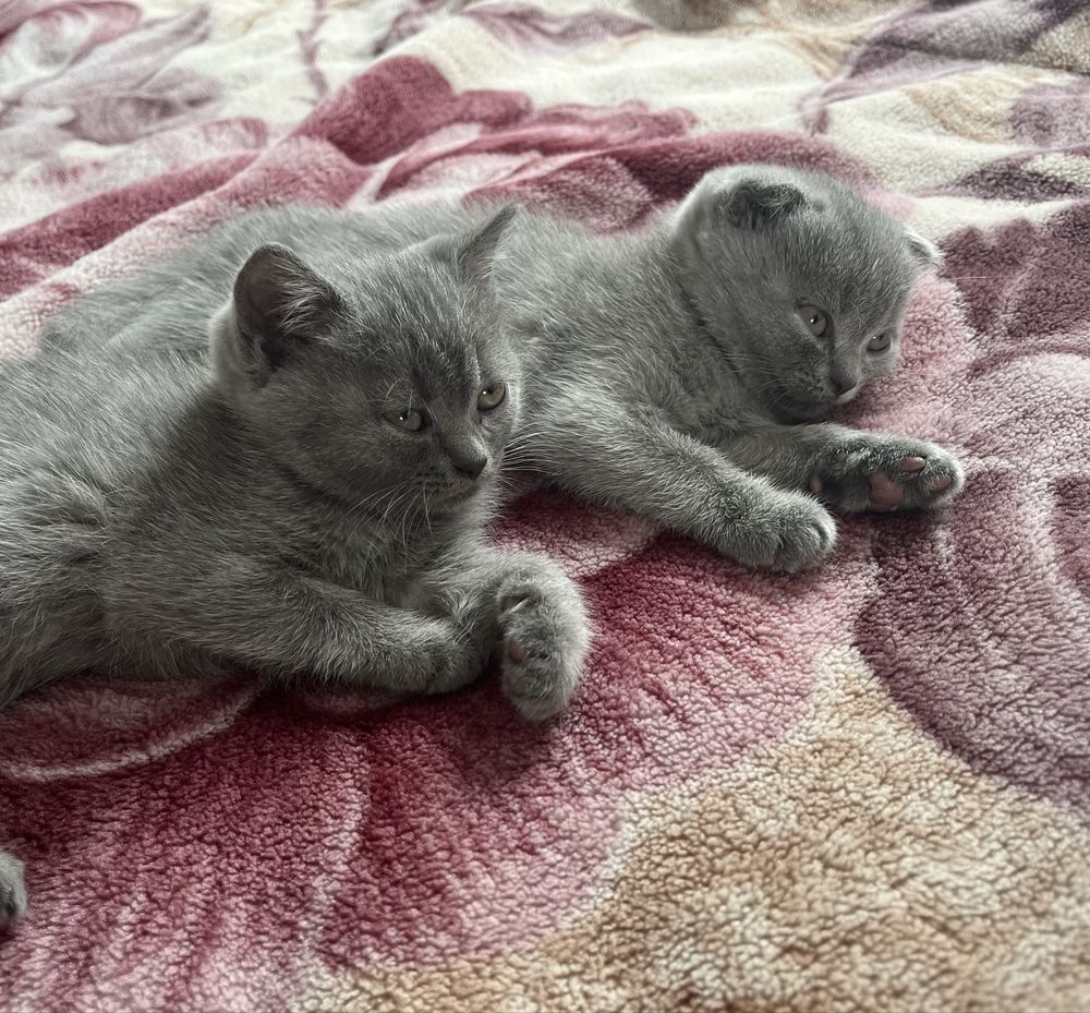 Котенята британська короткошерста
