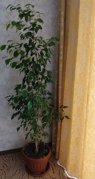 Вазон фікус Бенджаміна, висота 1.93. Шлюмбергер,Різдвяник рожевий