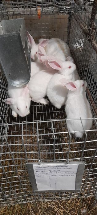 Продаю кролі термонська біла.