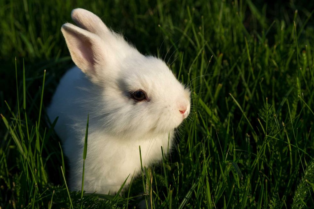 króliki lewki - miniaturki lwie