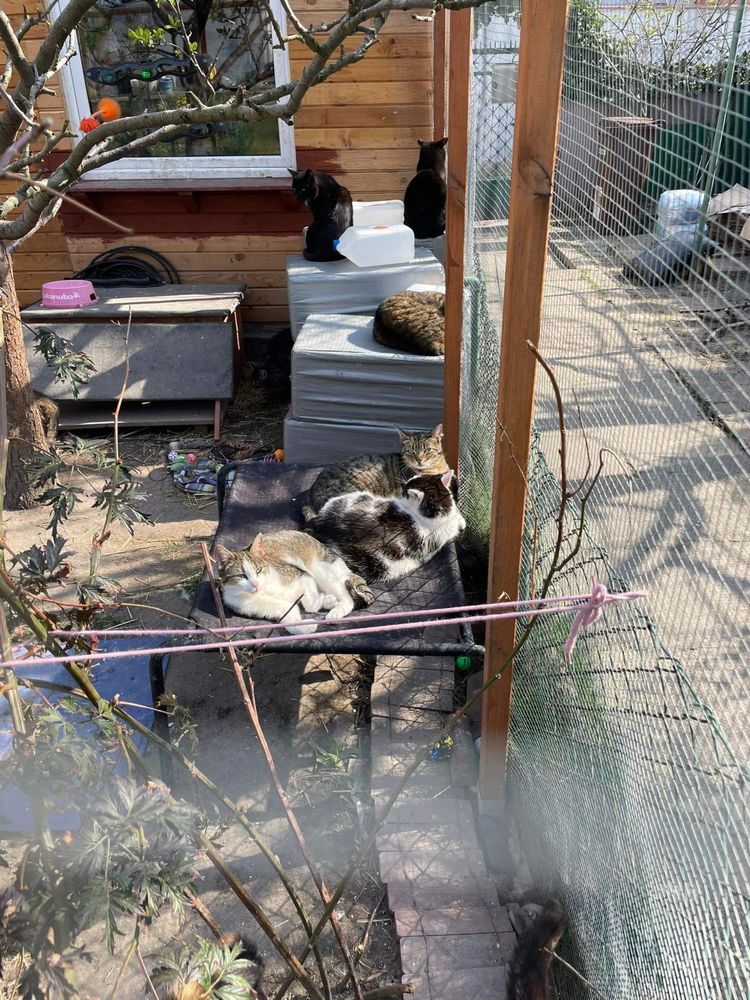 Masa kotów do adopcji! U nas znajdziesz przyjaciela