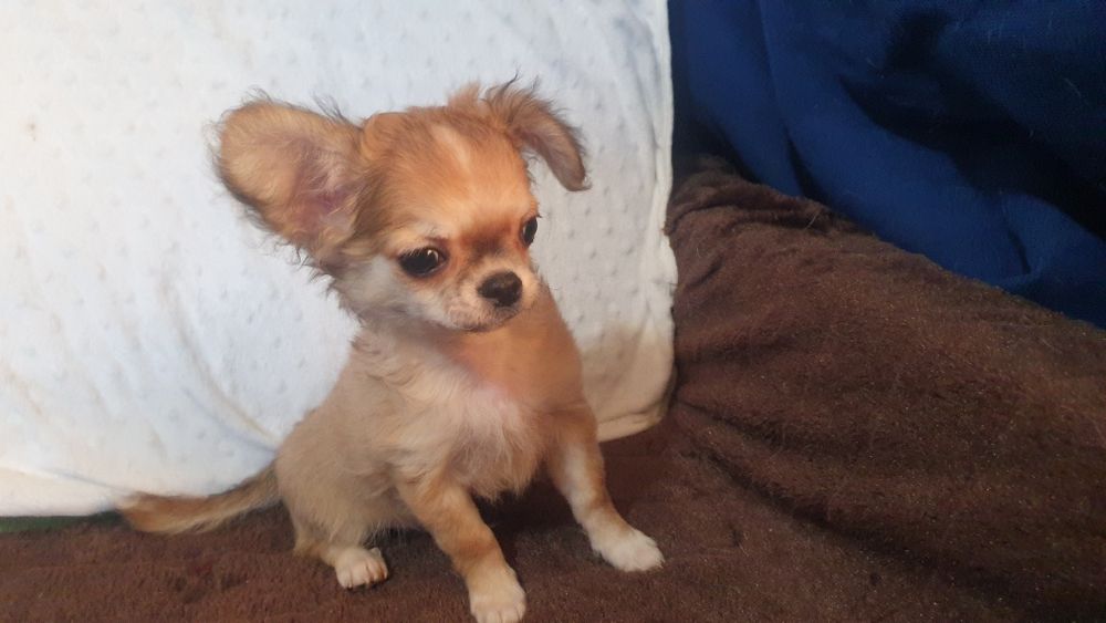Мальчик чихуахуа длинношерстный