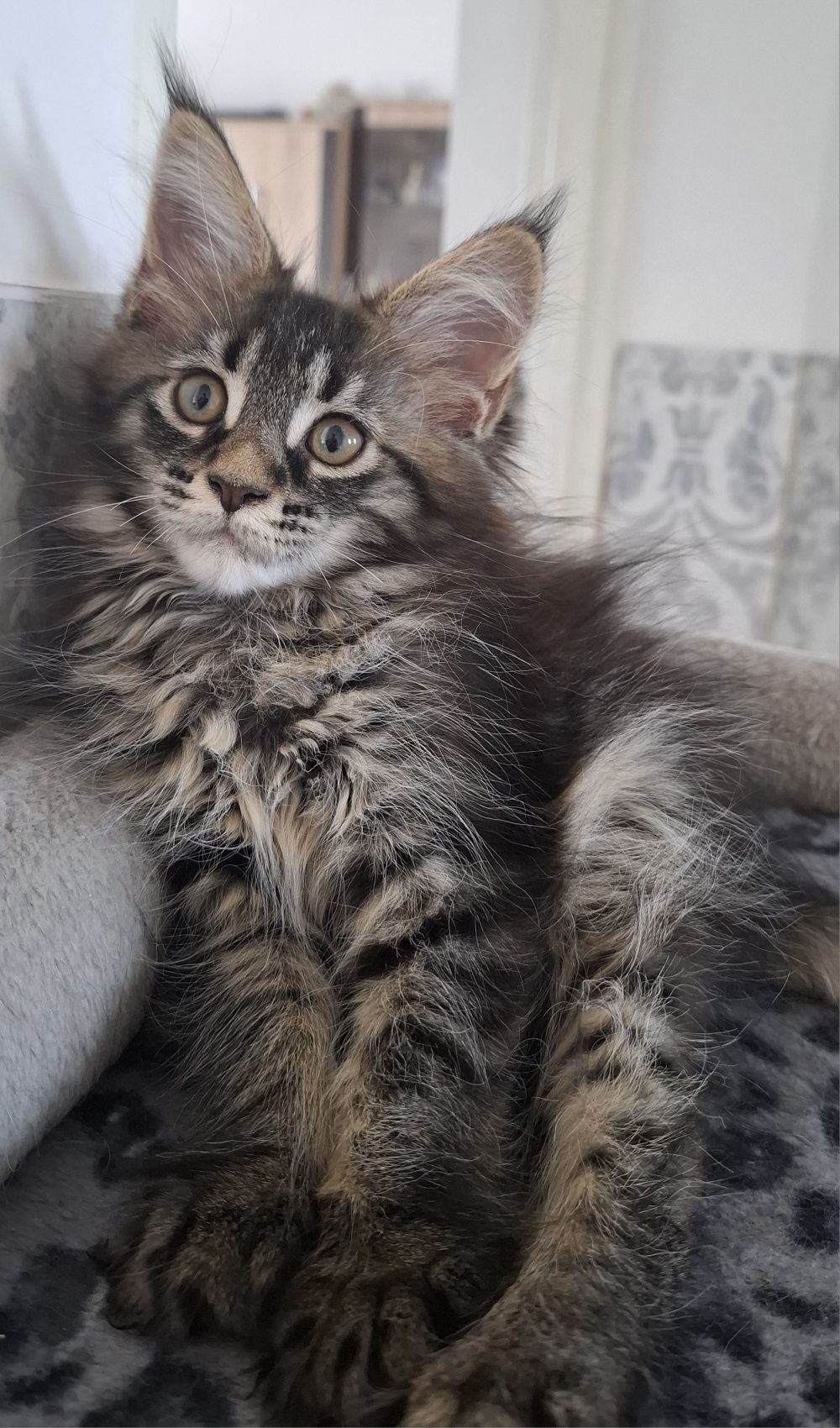 Kotka Maine Coon