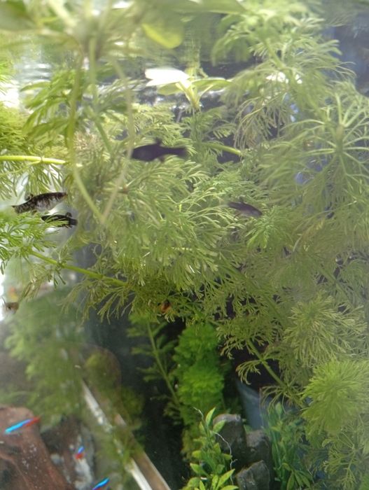 Filhote de molinesia