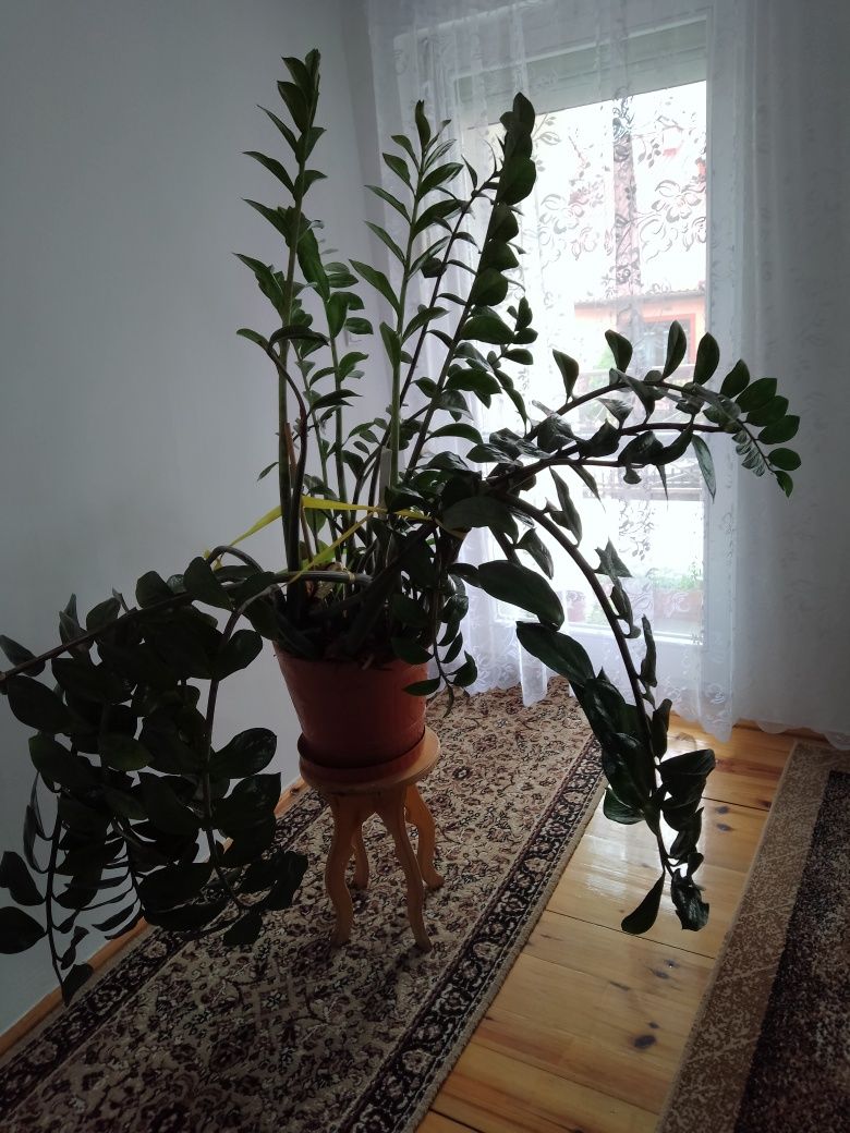 Wielki zamiokulkas