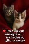 Kotki szukają domu