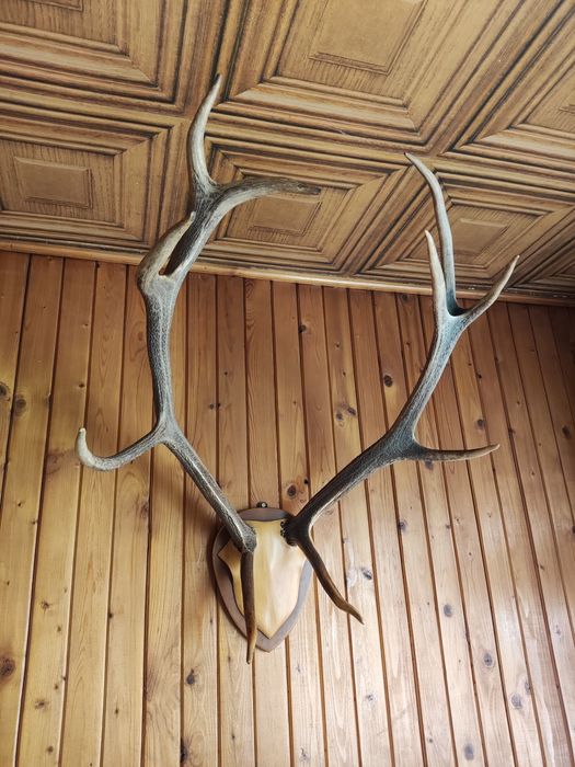 Majestatyczne poroże jelenia - ozdoba, trofeum na ścianę