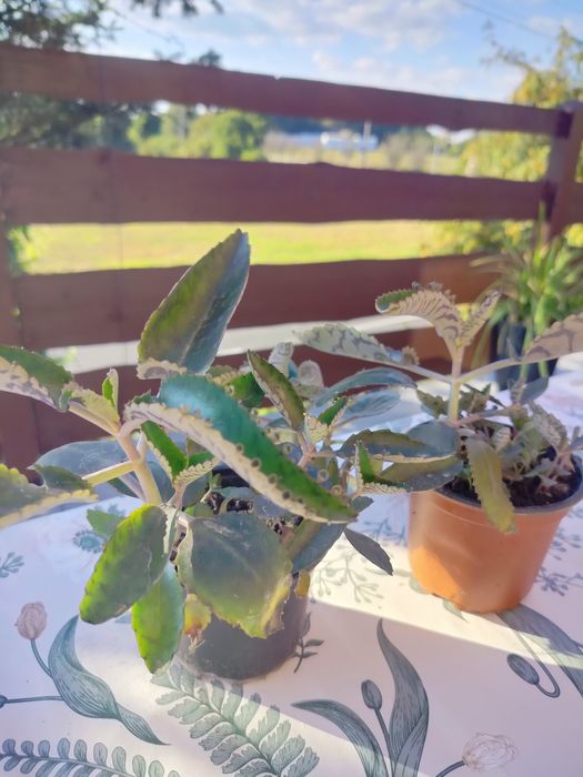 Żyworódki pierzaste calanchoe lecznicze rośliny